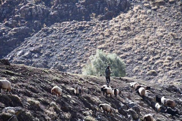 Soğuk etkisini gösterdi, Şırnak’ta göçerler yayladan ayrılmaya başladı 9