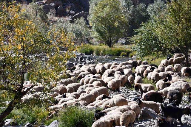 Soğuk etkisini gösterdi, Şırnak’ta göçerler yayladan ayrılmaya başladı 8