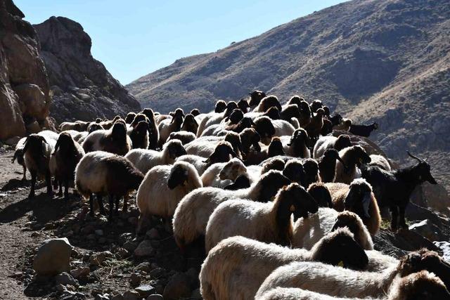 Soğuk etkisini gösterdi, Şırnak’ta göçerler yayladan ayrılmaya başladı 7