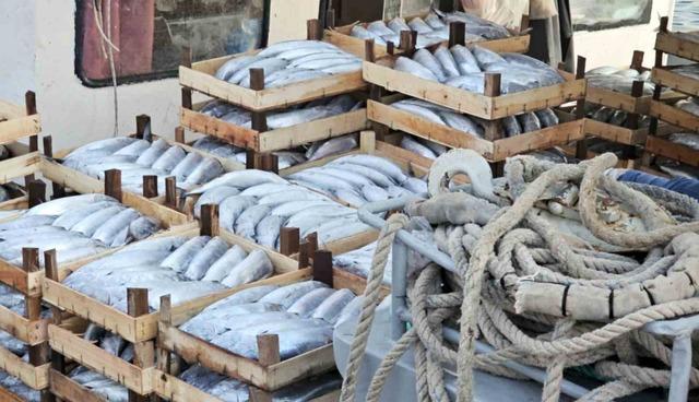 Kastamonu’da palamut bereketi: Kiloluk palamutlar 40 TL’ye satılıyor 5
