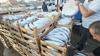 Kastamonu’da palamut bereketi: Kiloluk palamutlar 40 TL’ye satılıyor