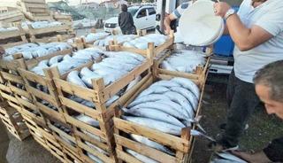 Kastamonu&rsquo;da palamut bereketi: Kiloluk palamutlar 40 TL&rsquo;ye satılıyor
