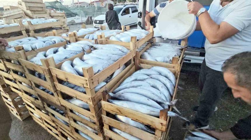 Kastamonu&rsquo;da palamut bereketi: Kiloluk palamutlar 40 TL&rsquo;ye satılıyor