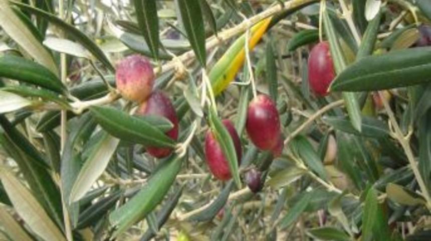 DOĞAKA zeytincilik sektörünü masaya yatırdı