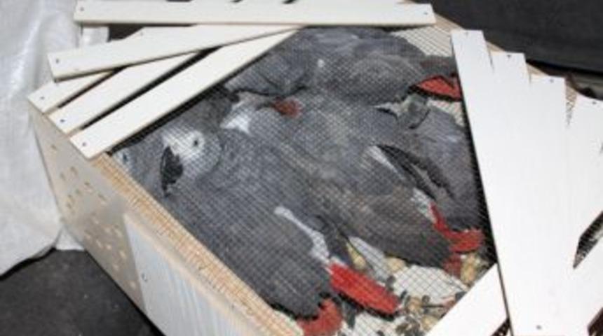 Papağan ka&ccedil;ak&ccedil;ıları yakalandı