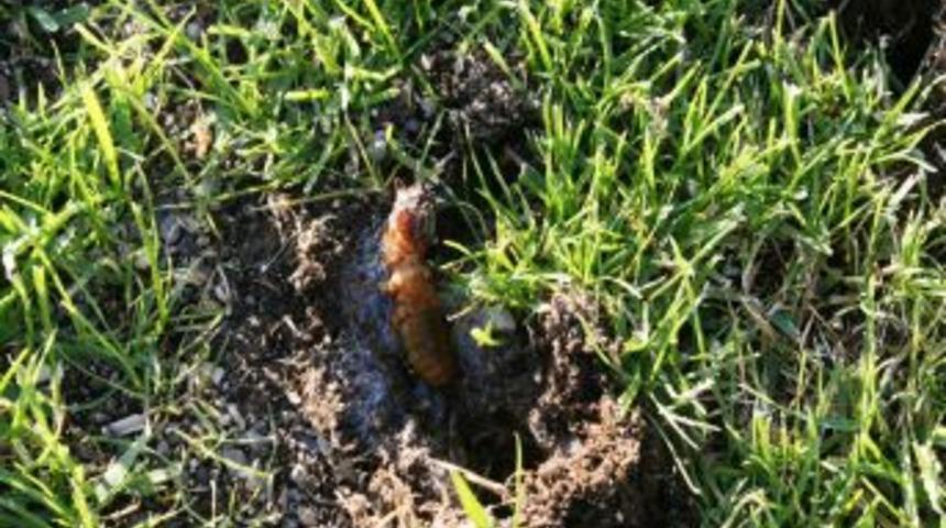 Stada musallat olan b&ouml;ceklerden Arap sabunu ile kurtuldular