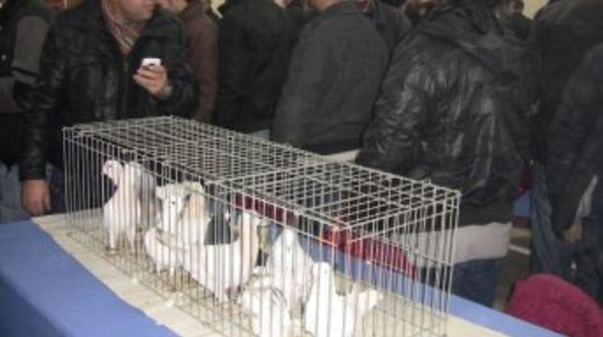 Şebap G&uuml;vercinleri &Ccedil;orlu&rsquo;da g&ouml;r&uuml;c&uuml;ye &ccedil;ıktı