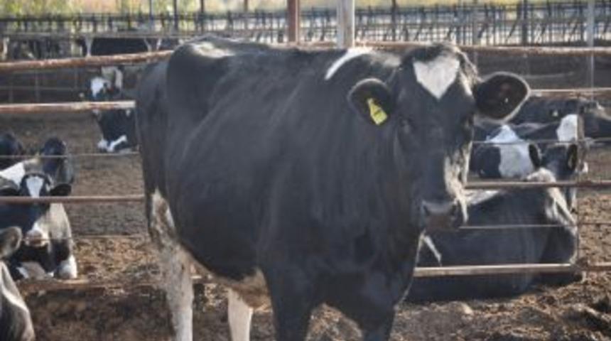 İnek tek seferde d&ouml;rd&uuml;z doğurdu