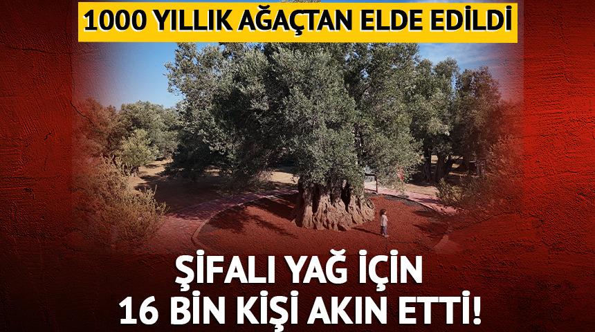 1000 yıllık ağa&ccedil;tan elde edildi: Şifalı yağ i&ccedil;in 16 bin kişi akın etti!