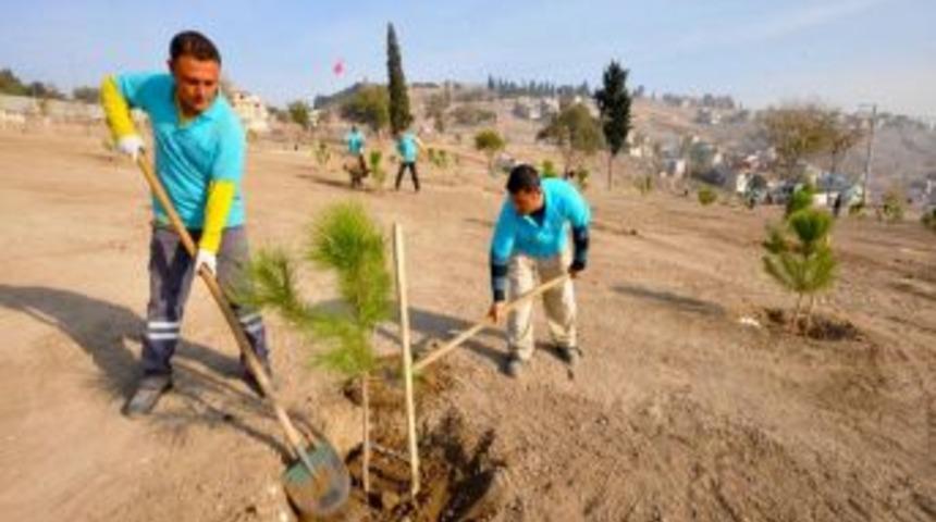 Gecekondudan kurtarılan Kadifekale ıhlamur kokacak