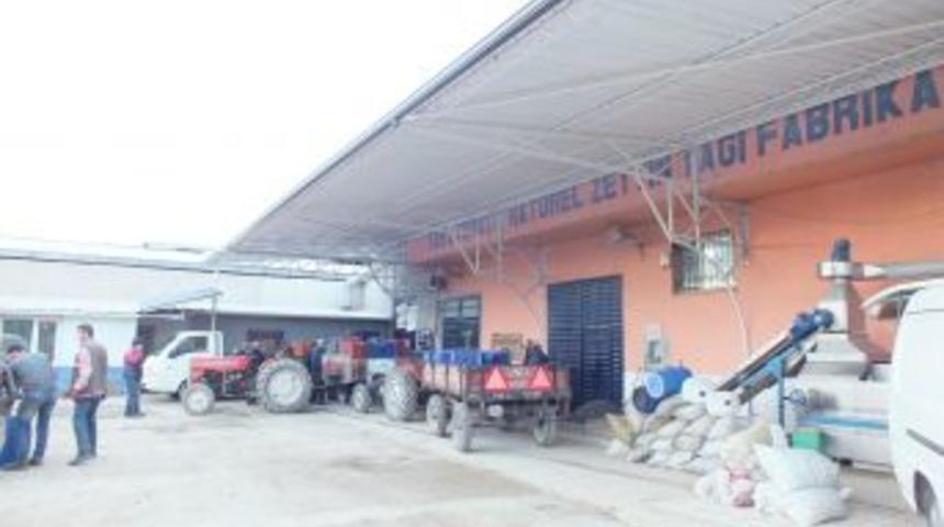 Zeytinyağ sekt&ouml;r&uuml; altın &ccedil;ağını yaşıyor