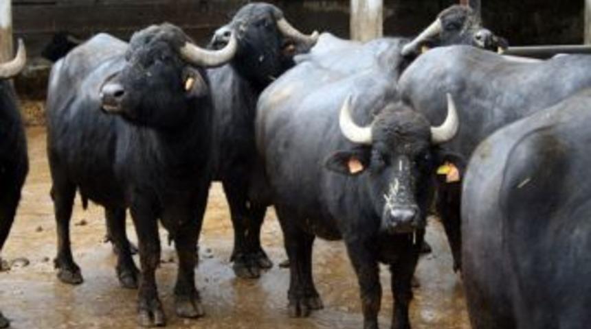 Bitlisliler proje ile manda yetiştirecek