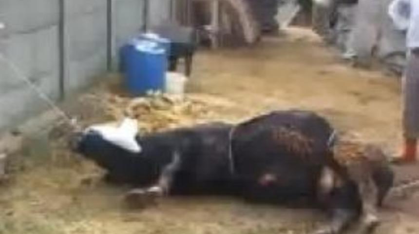 Huysuzlanan inek parmak kopardı