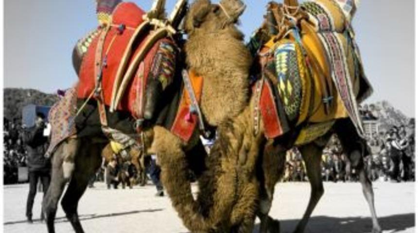 Muğla&rsquo;da develer spor salonu i&ccedil;in g&uuml;reşecek