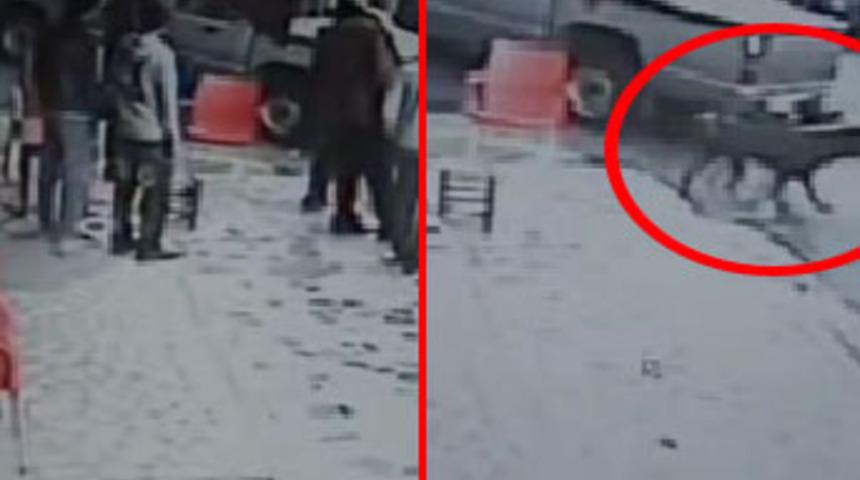 Gen&ccedil;lerin kavgasına 'Rottweiler'li m&uuml;dahale