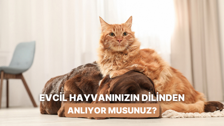 Kedi veya k&ouml;peğinizin dilinden anlamanızı sağlayacak şey bu testin sonunda! 