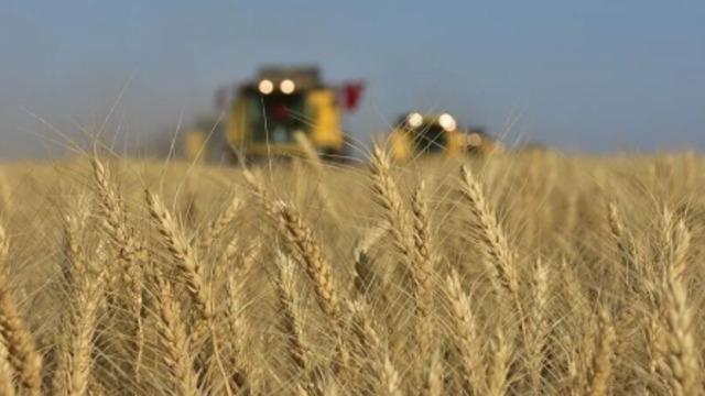 TİGEM 2 bin 116 ton mahsul buğday satacak