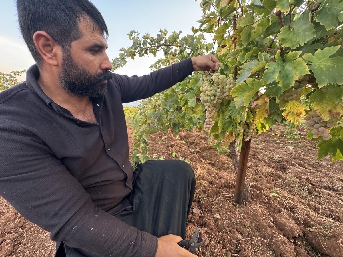 Pestili de var pekmezi de: Salkım salkım yetiştiriyor! 81 ile dağıtıyor 2