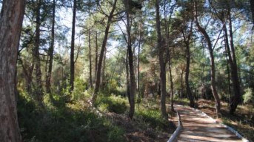 Manavgat'ta &ccedil;am kesimine karşı t&uuml;m &ouml;nlemler alındı