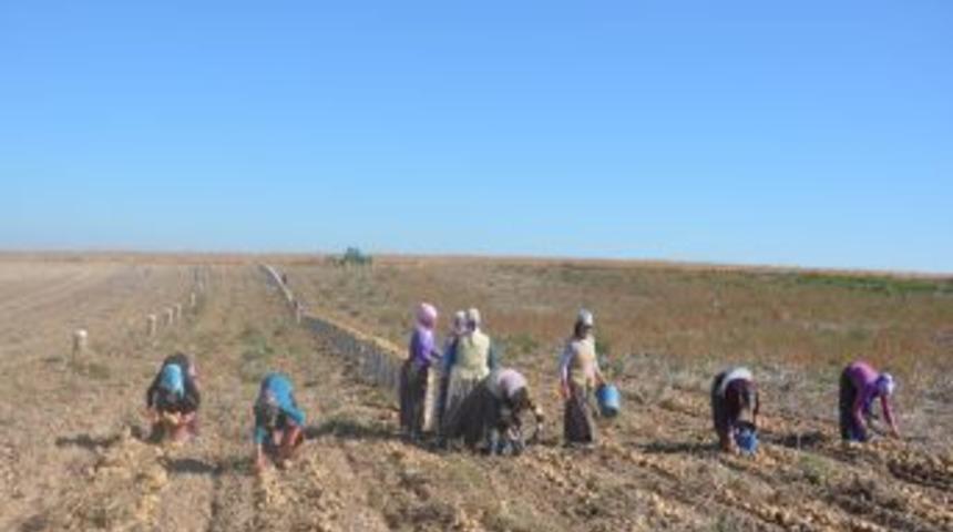 Patates &uuml;reticilerinin 2011 bor&ccedil;ları ertelendi