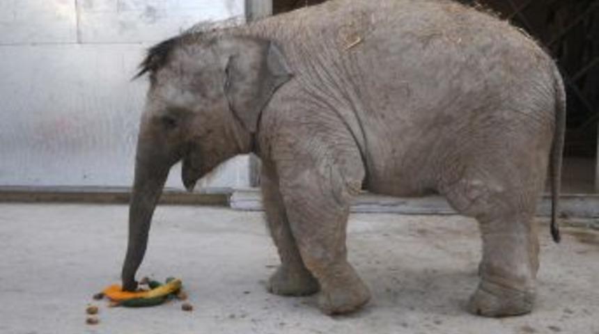 İzmir'in bebek fili 350 kilo oldu