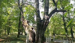 1700&rsquo;lerden kalma mezarlıkta korkutan tehlike! 