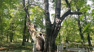1700’lerden kalma mezarlıkta korkutan tehlike! Bin yıllık ağaçlar yok olabilir