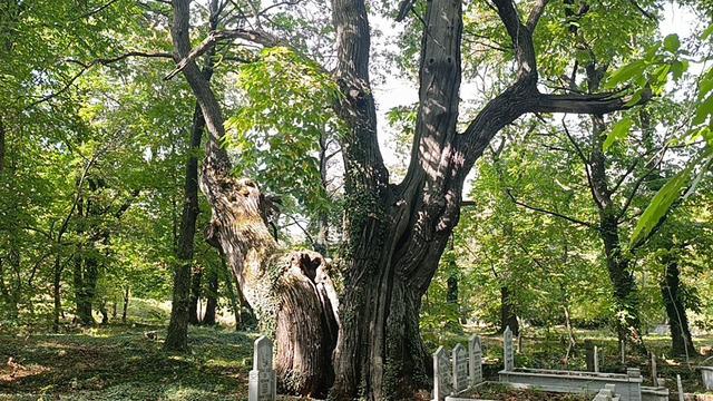 1700’lerden kalma mezarlıkta korkutan tehlike! Bin yıllık ağaçlar yok olabilir