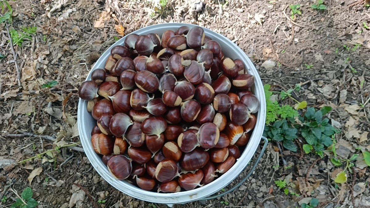 1700’lerden kalma mezarlıkta korkutan tehlike! Bin yıllık ağaçlar yok olabilir 2