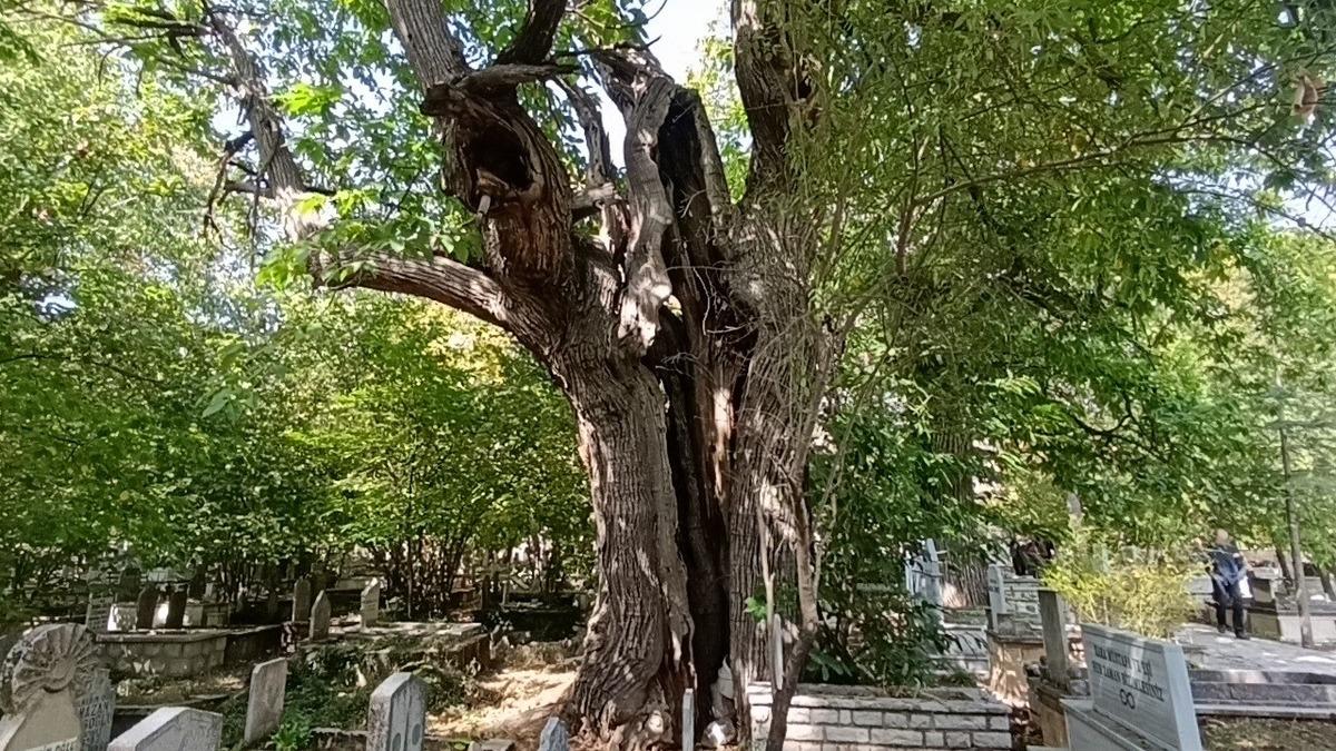 1700’lerden kalma mezarlıkta korkutan tehlike! Bin yıllık ağaçlar yok olabilir 3