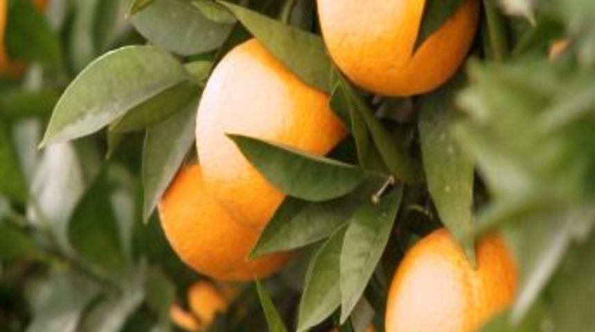 Bir asır &ouml;nce Ordu'yu portakaldan ge&ccedil;indirme projeleri yapılmış