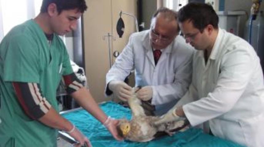 Yaralı Mısır akbabası tedavi altına alındı