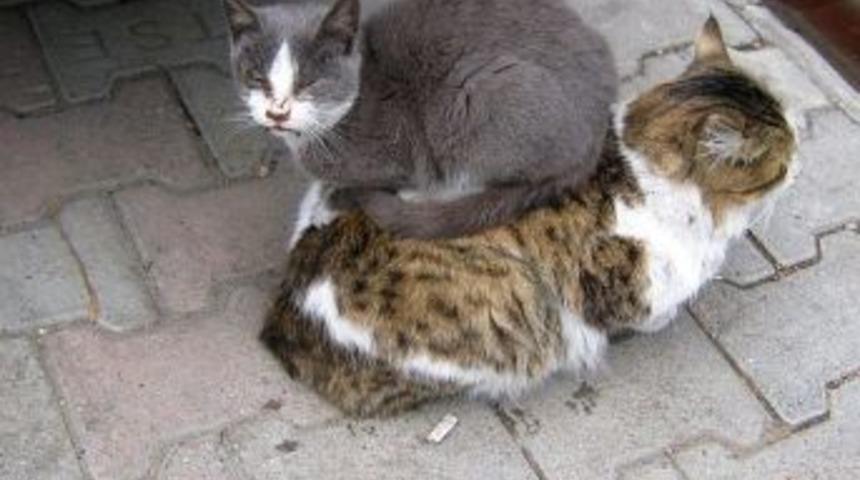 Kedinin ana şefkati ve &ouml;l&uuml;m&uuml;