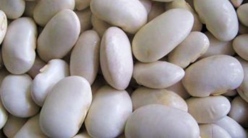 Kozlu fasulyesi g&ouml;renleri b&uuml;y&uuml;l&uuml;yor