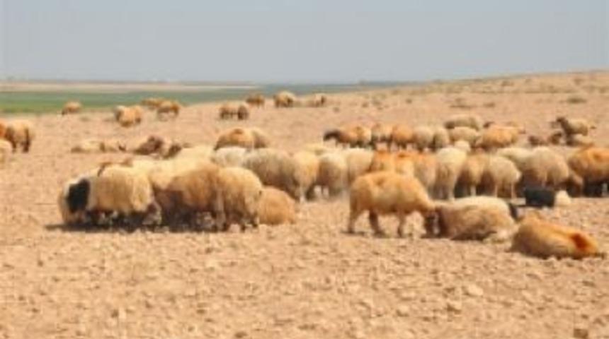 Sınırda ka&ccedil;ak hayvan hareketliliği