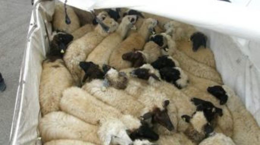 Kamyondan &ccedil;alıntı koyunlar &ccedil;ıktı