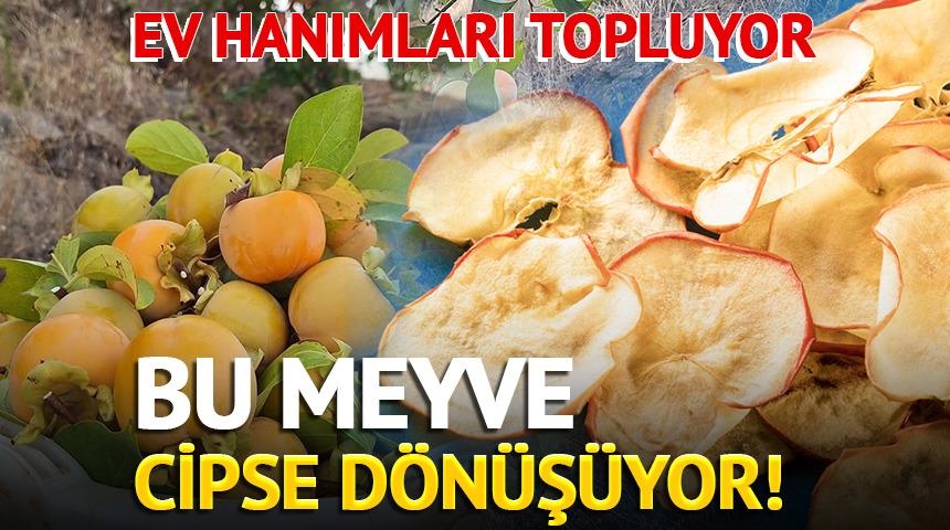 Ev hanımları topluyor: Bu meyve cipse dönüşüyor!