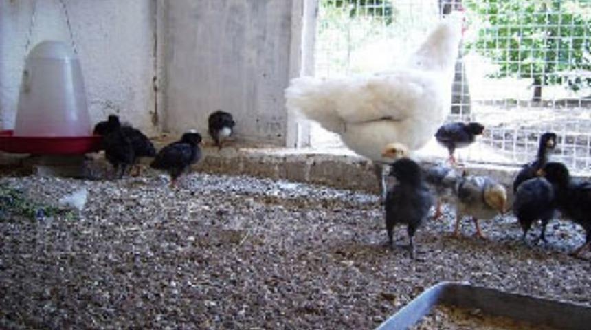 Paralar k&uuml;meste bulundu