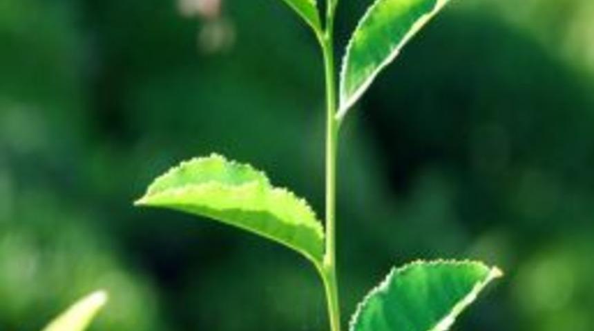 &Ccedil;AYKUR &uuml;reticisine 32 milyon lira &ouml;d&uuml;yor