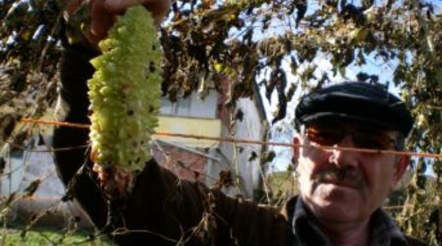 Samsun'da ilk defa &uuml;retilen 'Kudret Narı'ndan dekar başına 4 ton &uuml;r&uuml;n alındı