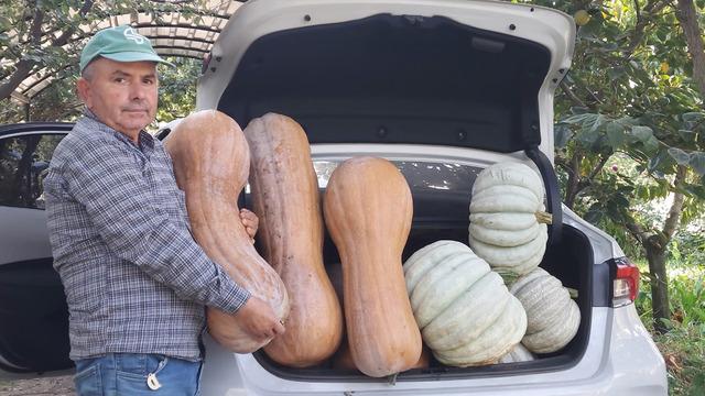 Emekli öğretmenin bahçesinde dev balkabakları yetişti