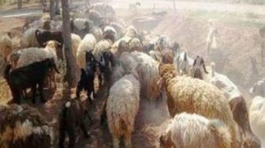 Sınırda 700 ka&ccedil;ak hayvan ele ge&ccedil;irildi