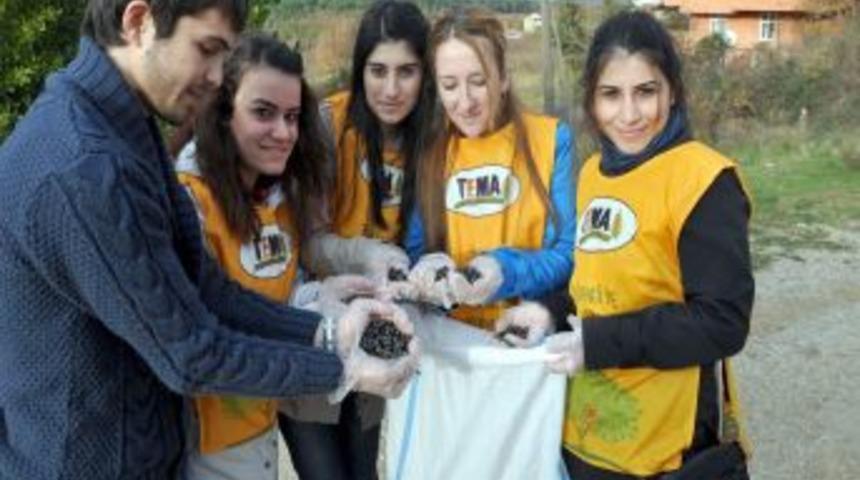 Kefken'de defne ve meşe palamudu tohumu toplandı