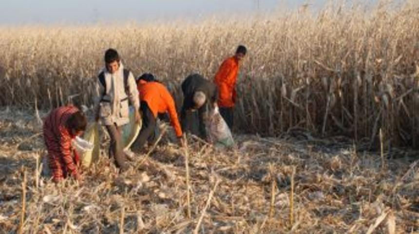 Mısır hasadı başladı, rekoltede düşüş yaşanıyor
