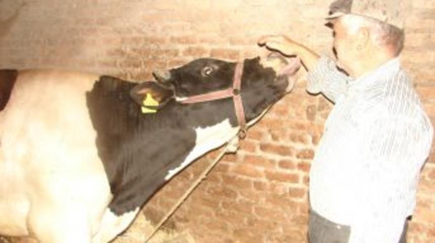 Manavgat'ta şap aşısı &ccedil;alışmaları y&uuml;zde 98 oranında tamamlandı