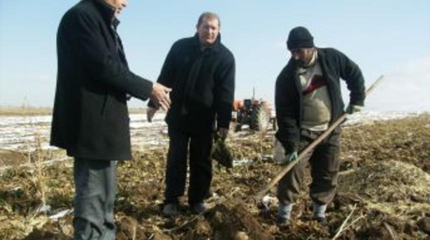 Pasinler'de 6 bin ton şekerpancarı tarlada kaldı, &uuml;retici kara kara d&uuml;ş&uuml;n&uuml;yor