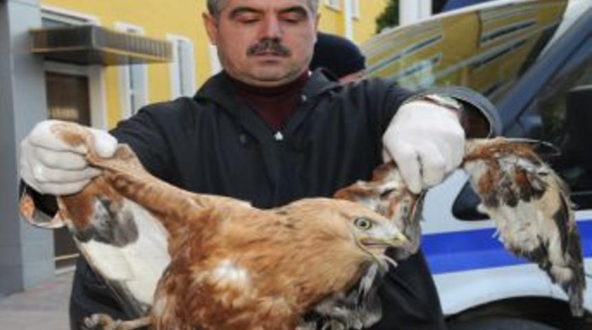 İlkadım Belediyesi 1 haftada ikinci bir yaralı Doğan'a sahip &ccedil;ıktı