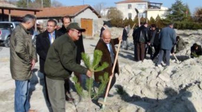 Beypazarı'nda yeşil bir gelecek için fidan dikildi
