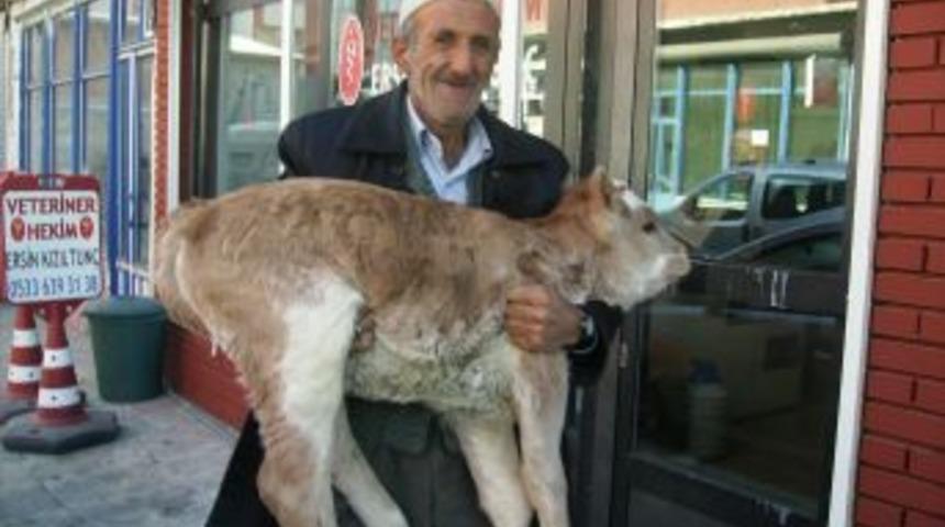 Pasinler'de iyi olacak buzağı veterinerin ayağına gidiyor