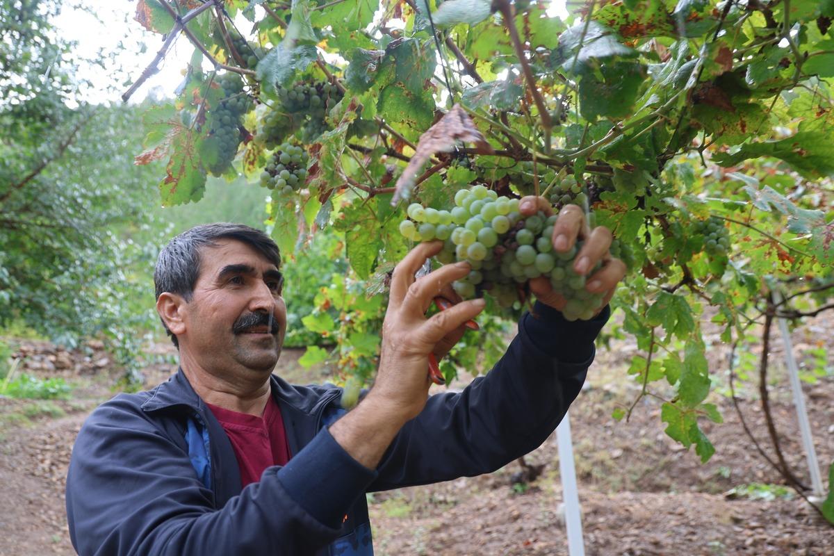 Meşe külüyle 12 saat kaynatıyorlar! Kış için hazırlanıyor: Kilosu yaklaşık 500 lira 2